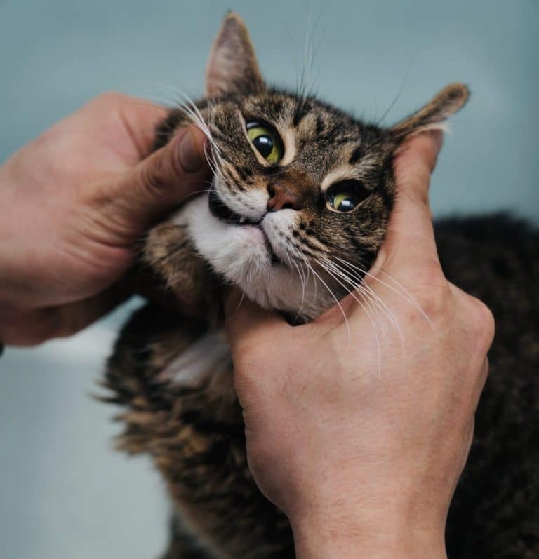 cat dentist