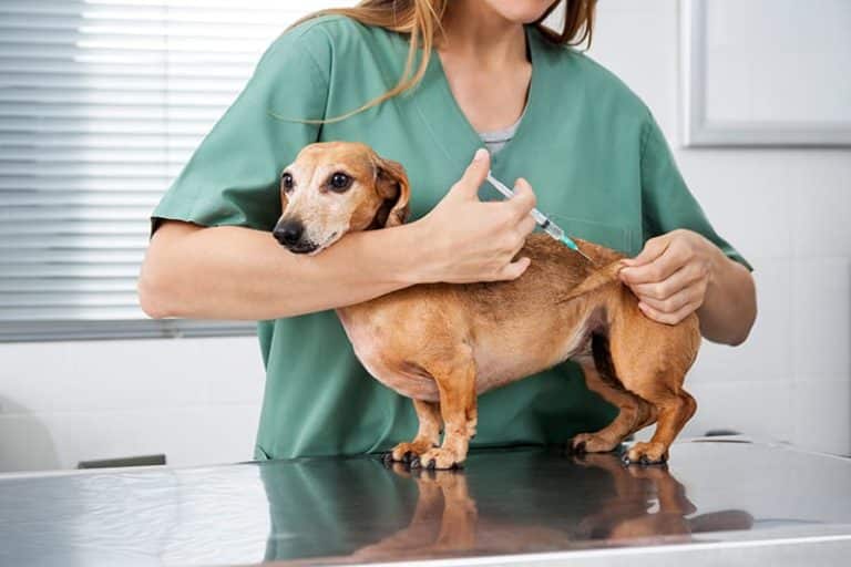 pet vaccination