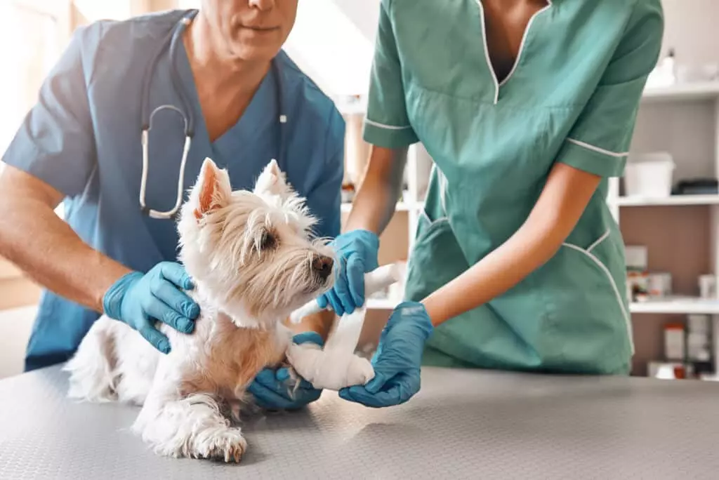 (c) Beachavenueanimalhospital.ca