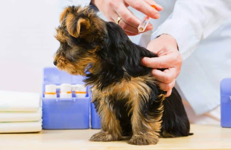 What Vaccines Are Required For Puppies?
