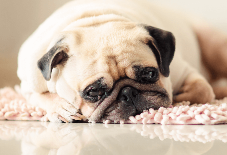 What are the signs of a sick pet?