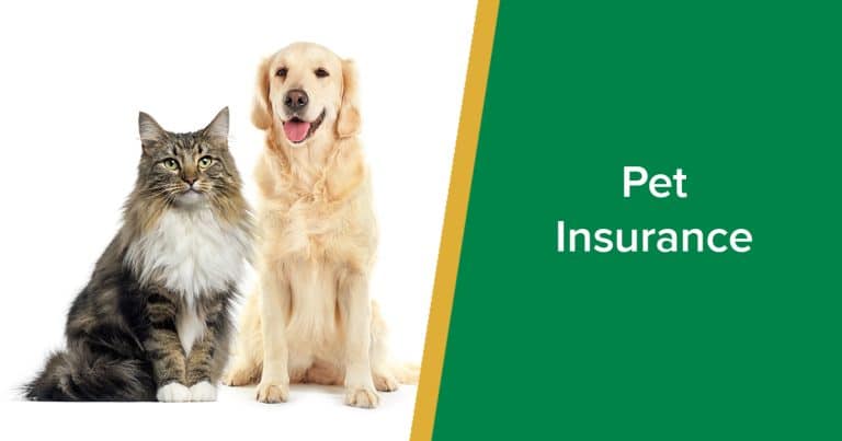 What is pet insurance and how does it work?