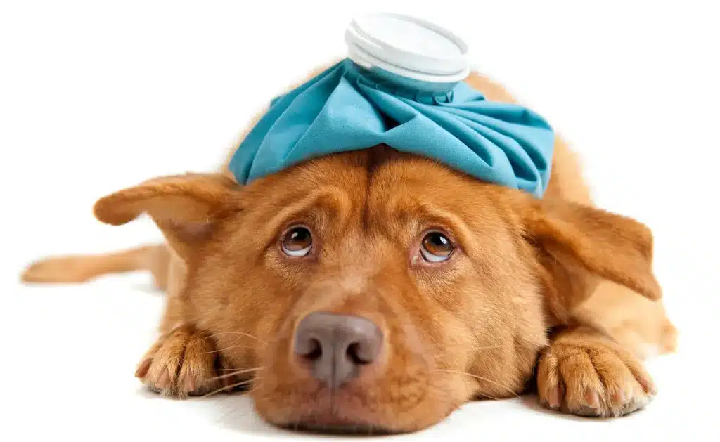 Signs of a Sick Pet