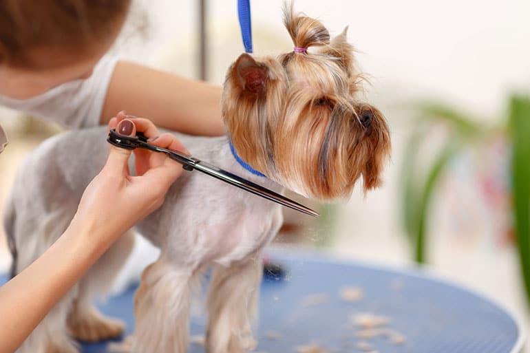 Safe Grooming Products for Sensitive Skin Pets