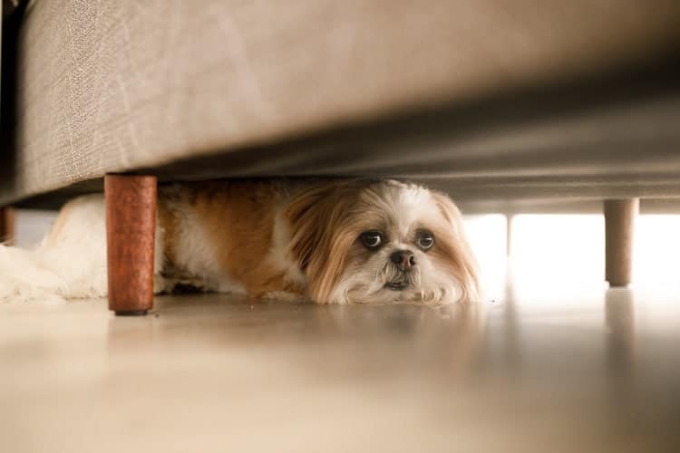 Common Causes of Pet Anxiety