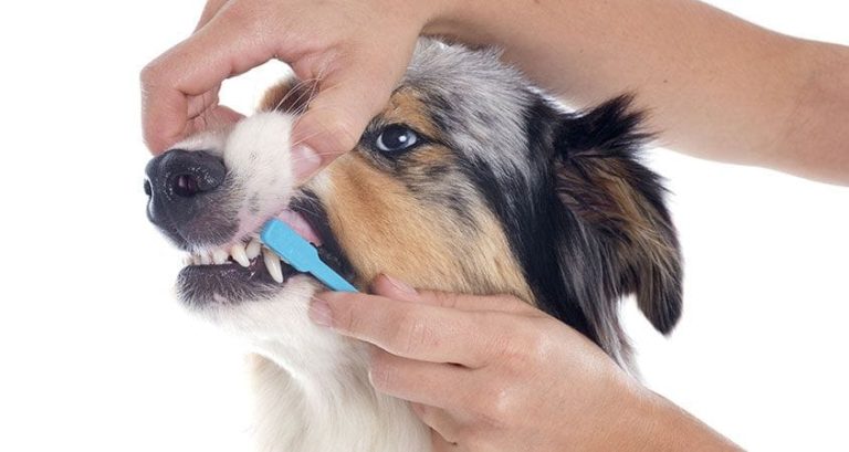 How Often Should You Brush Your Dog’s Teeth?