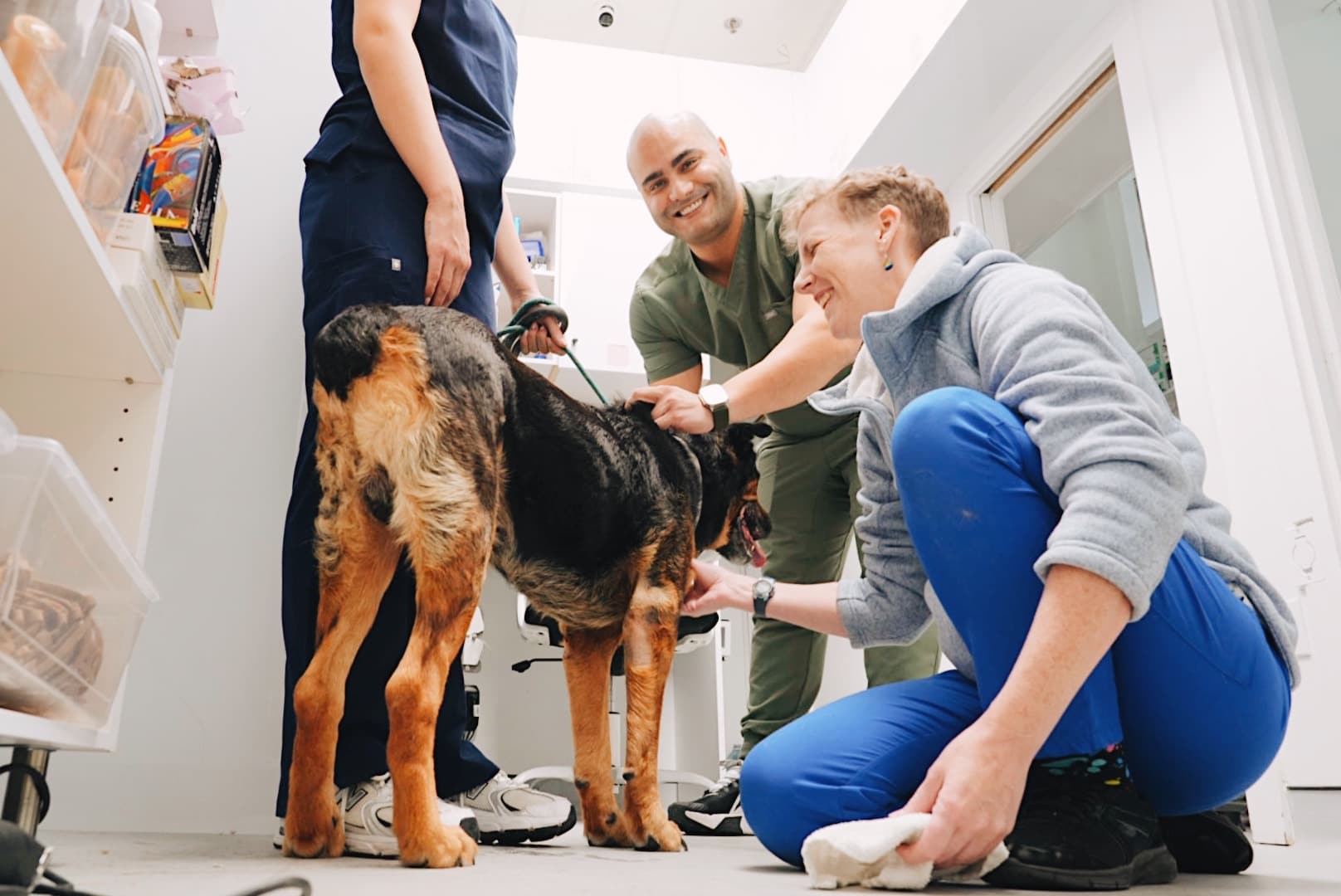 bests veterinarian