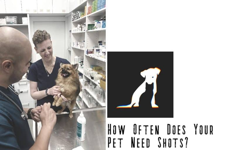 How Often Does Your Pet Need Shots?