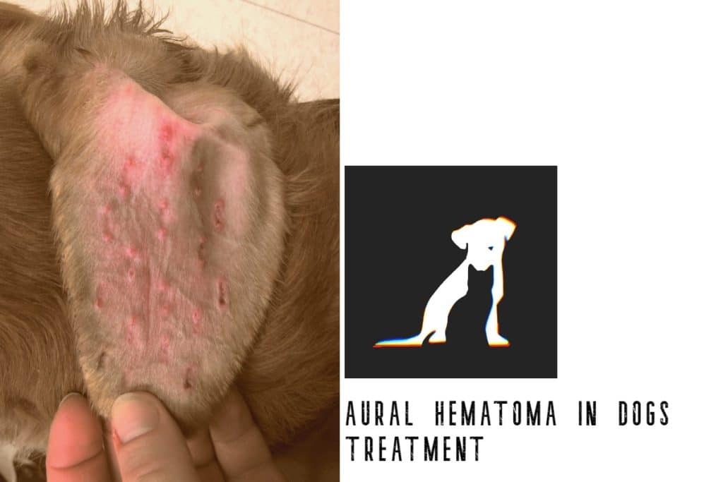 aural hematoma in dogs treatment