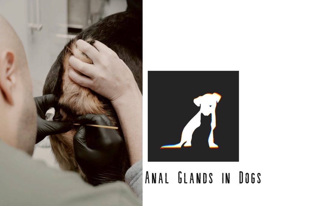 Anal Glands in DogS