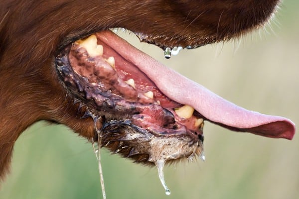 Excessive Drooling or Foaming at the Mouth