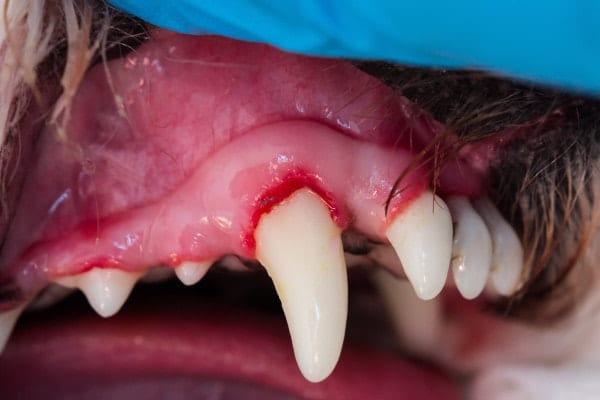 Red or Swollen Gums dogs