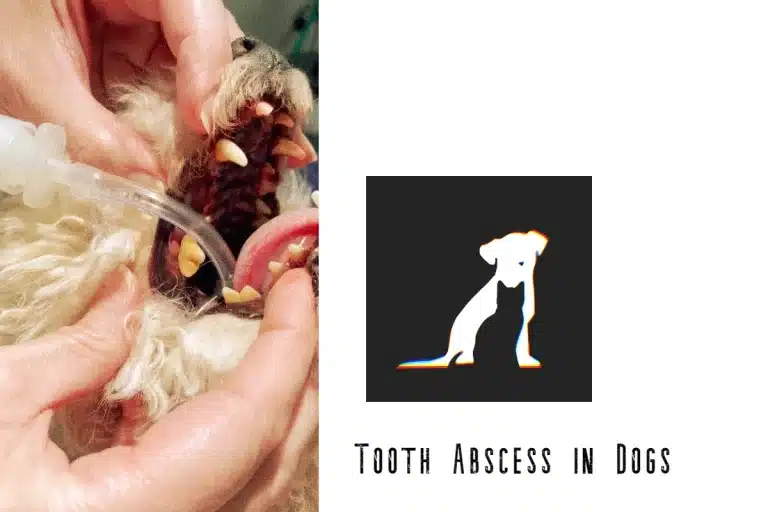 Tooth Abscess in Dogs