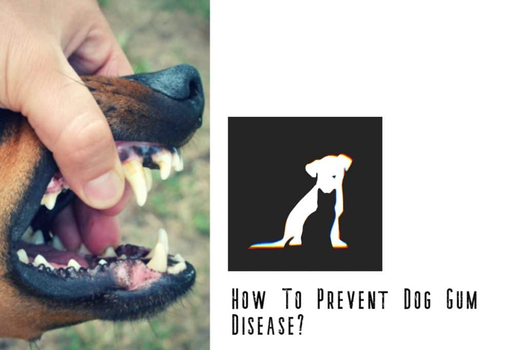 How To Prevent Dog Gum Disease?