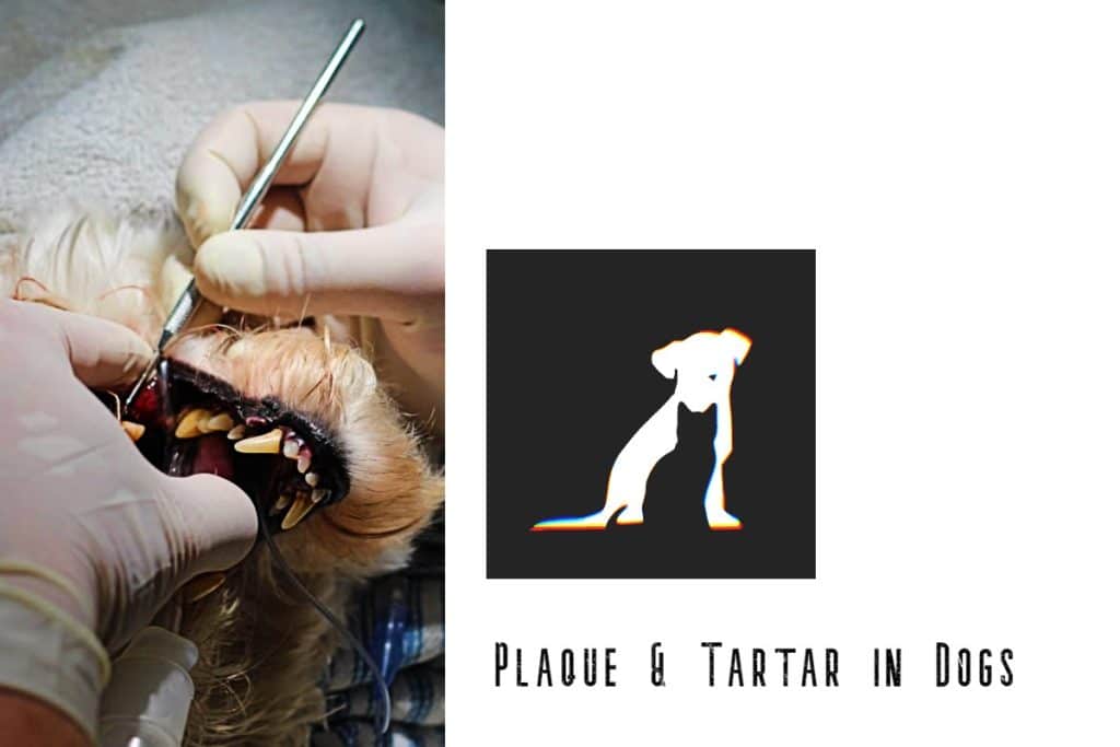 tartar and plaque in dogs