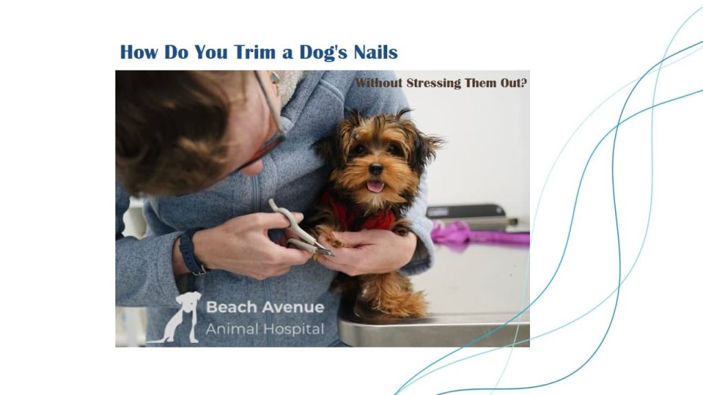 A calm dog having its nails trimmed by a veterinarian using pet-safe clippers.