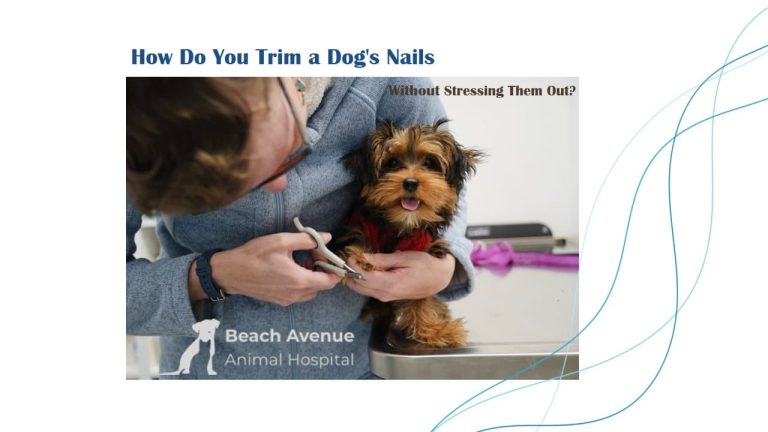 A calm dog having its nails trimmed by a veterinarian using pet-safe clippers.