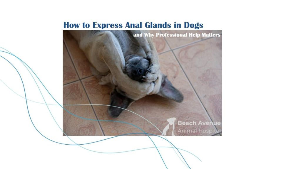 how to express anal glands in dog
