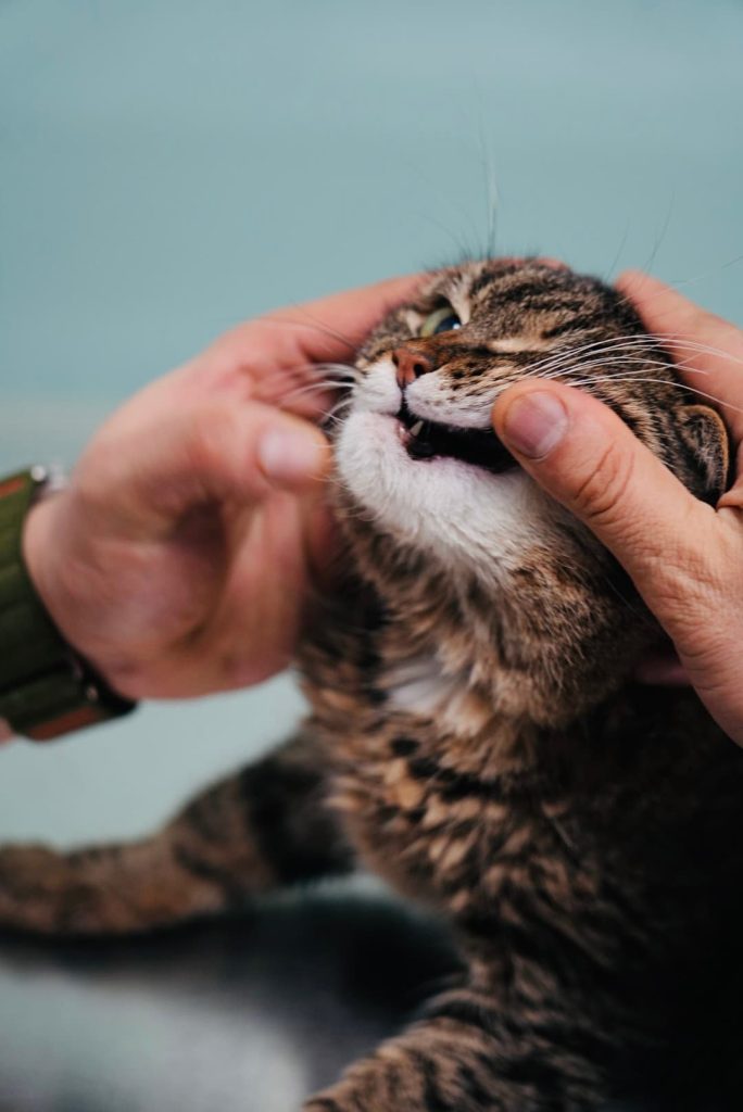 Veterinarian gently examining a tabby cat’s mouth during a dental checkup.