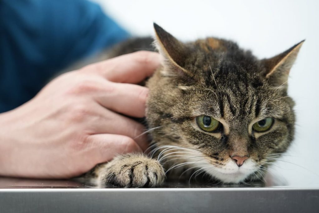 Tabby cat lying on a veterinary exam table being gently comforted by a vet.