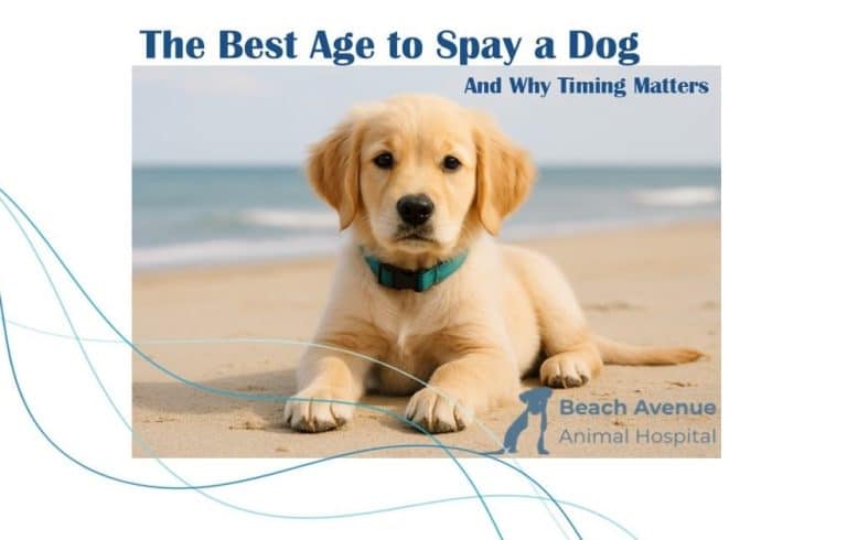 Golden Retriever puppy lying on a beach with calm waves in the background.