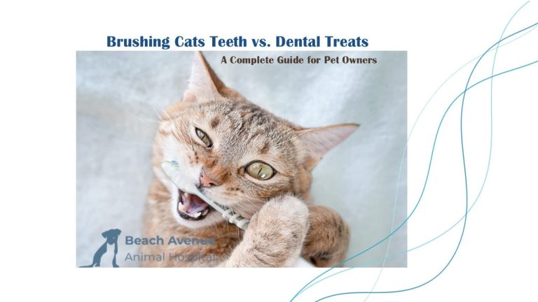 A playful orange tabby cat holding a toothbrush in its mouth, with the blog title “Brushing Cats Teeth vs. Dental Treats – A Complete Guide for Pet Owners” and Beach Avenue Animal Hospital logo.