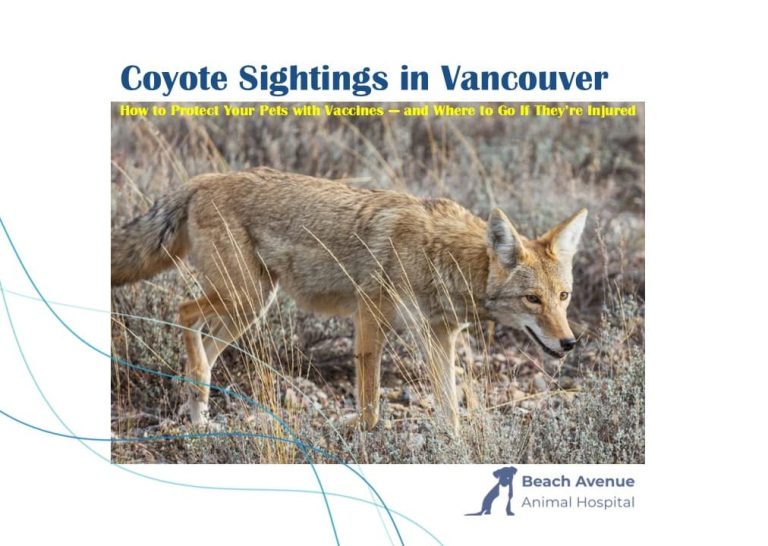 Coyote spotted in Vancouver field – pet owners advised to take safety precautions