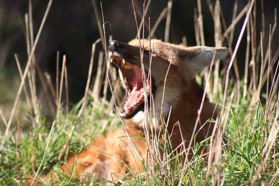 coyote sightings in vancouver attack pets and hospital emergency at Beach Avenue Animal Hospital