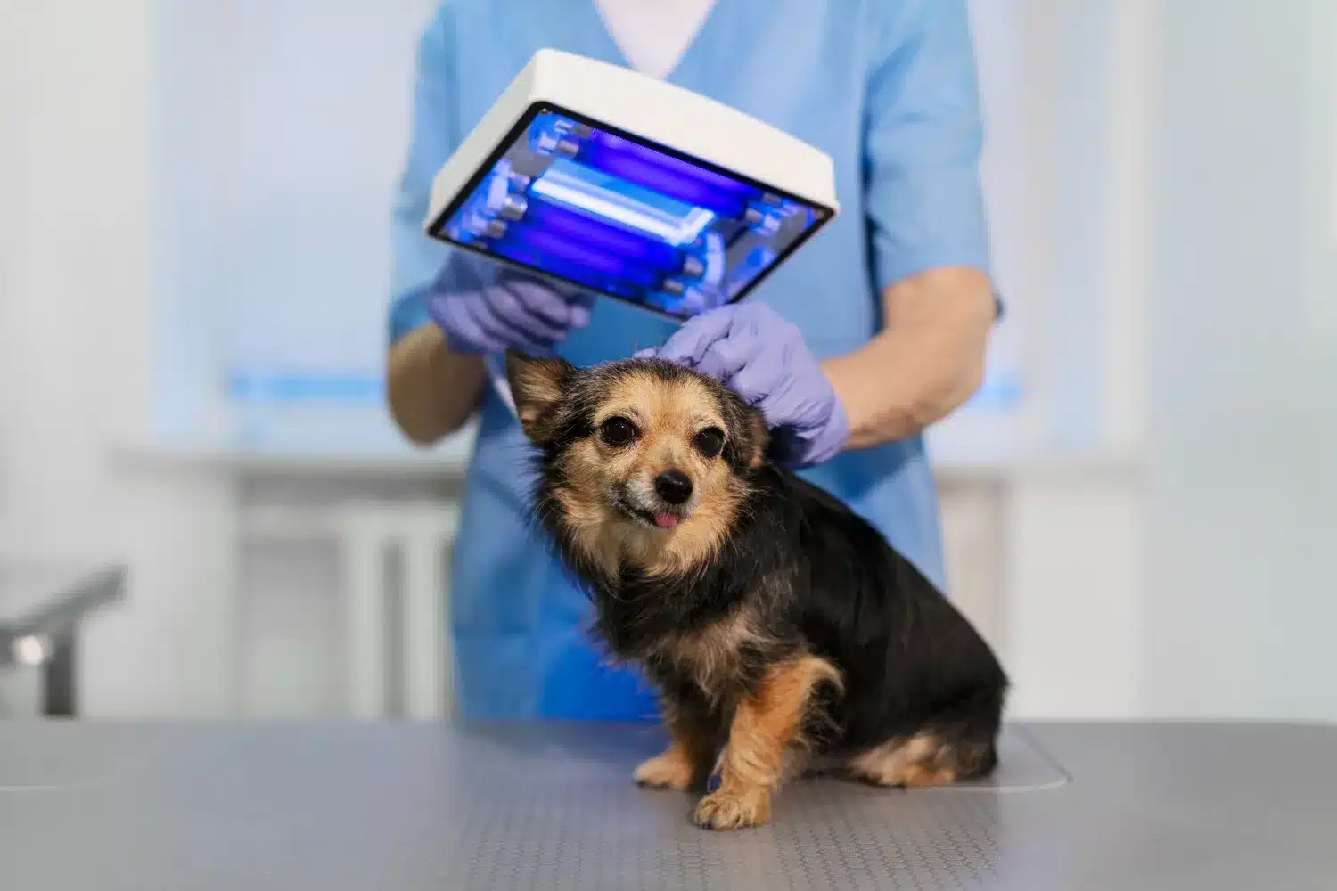 Small dog receiving veterinary laser therapy at Beach Avenue Animal Hospital in Vancouver