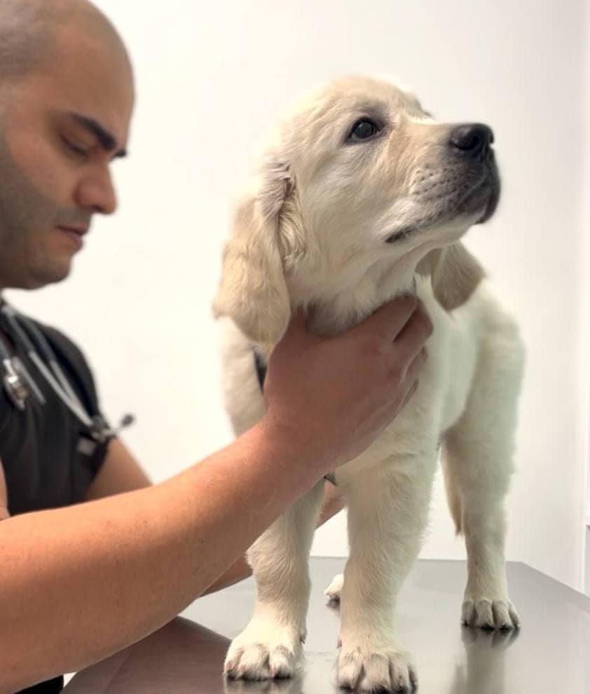 Why Spaying Timing Matters for Your Dog’s Health