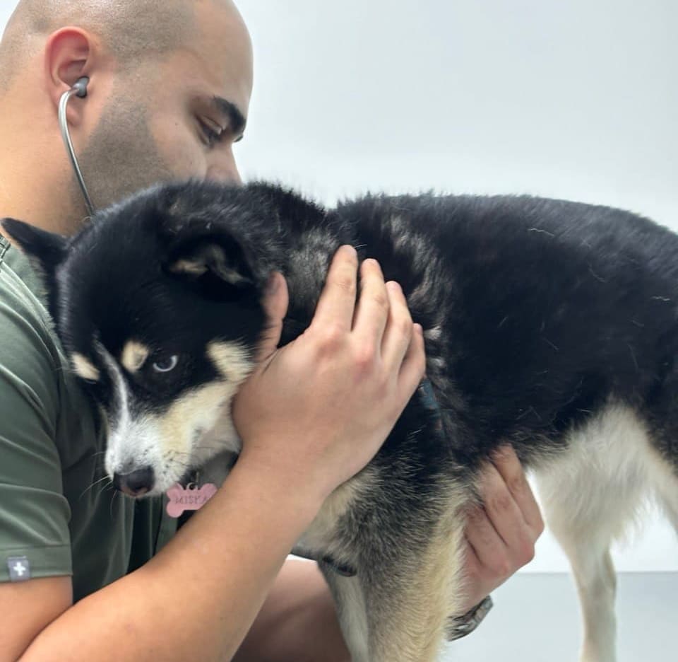 the best age to spay a dog is important