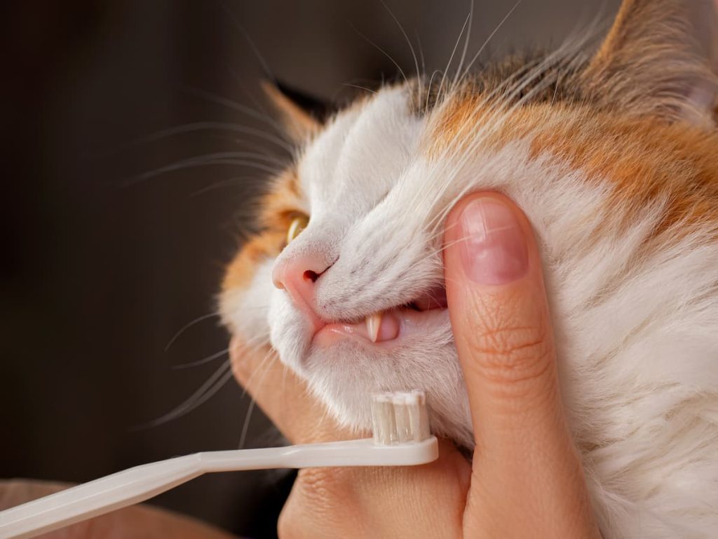Close-up of a person gently brushing a calico cat’s teeth with a small toothbrush.