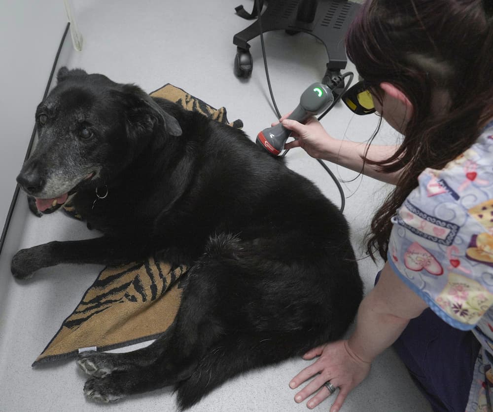 Veterinary technician using a cold laser device on the hip of a relaxed senior black dog