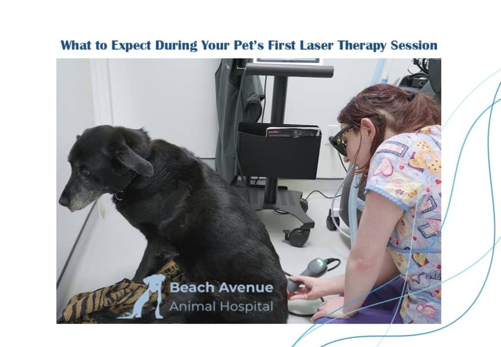 Veterinary technician performing laser therapy on a senior black dog at a Vancouver animal hospital