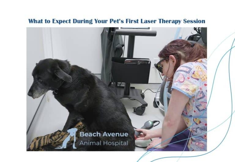Veterinary technician performing laser therapy on a senior black dog at a Vancouver animal hospital