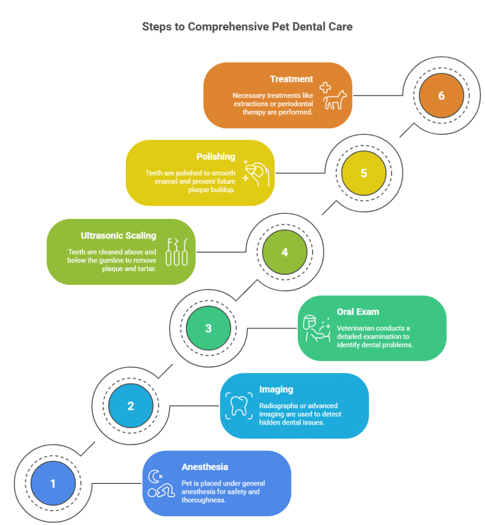Infographic showing the 6 steps of comprehensive pet dental care including anesthesia, imaging, oral exam, ultrasonic scaling, polishing, and treatment