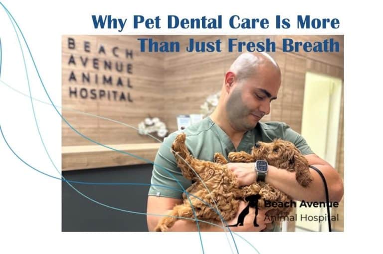 Veterinarian at Beach Avenue Animal Hospital holding a happy dog after dental care in Vancouver