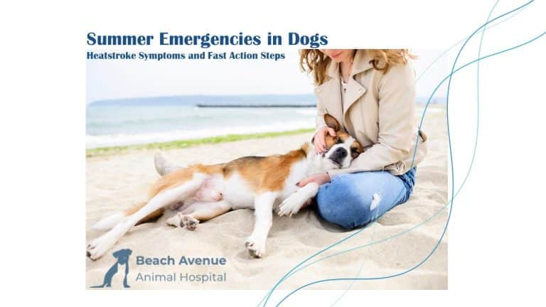Owner comforting a dog lying on a beach—visual for dog heatstroke symptoms and summer safety.