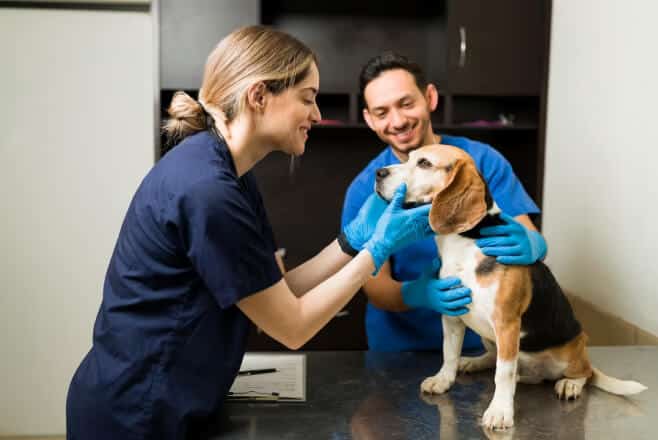 Why Does My Dog Smell Bad?