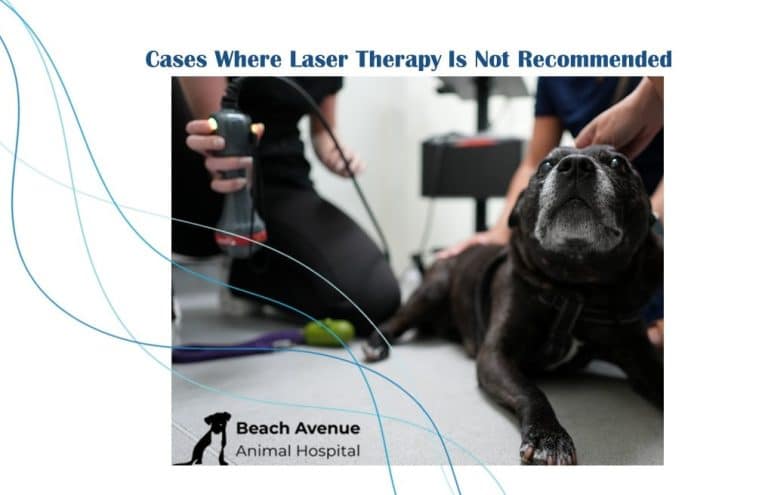 Dog receiving veterinary laser therapy at Beach Avenue Animal Hospital in Vancouver