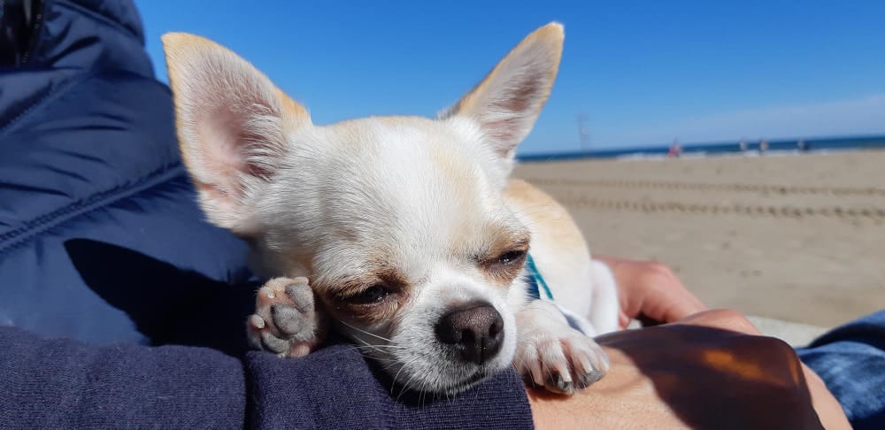 Chihuahua resting on an owner’s arm at a sunny beach—example of heat stress risk for small dogs.