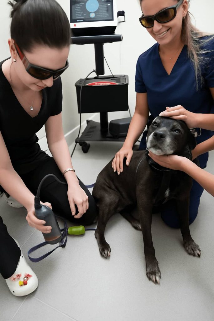 Dog receiving laser therapy treatment with veterinary team at Beach Avenue Animal Hospital in Vancouver