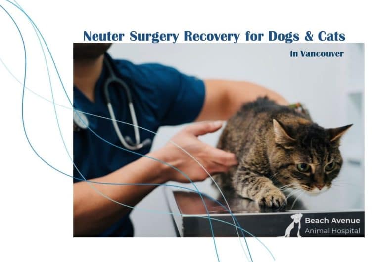Veterinarian in Vancouver examining a cat during neuter surgery recovery at Beach Avenue Animal Hospital