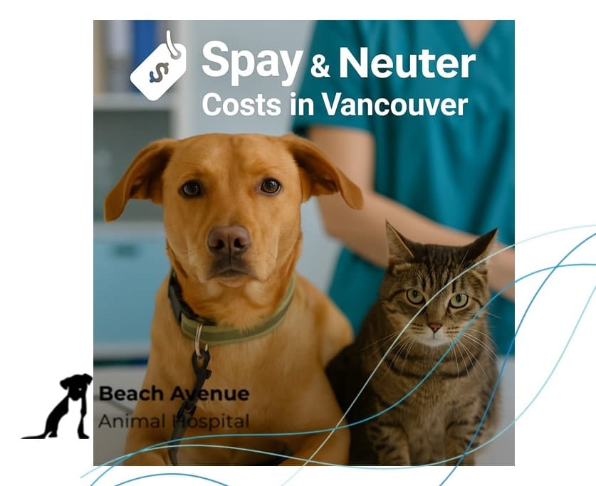 Dog and cat at a veterinary clinic with text about spay and neuter costs in Vancouver.