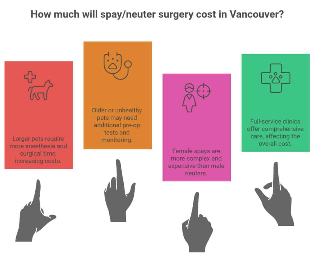 Infographic showing factors that affect spay and neuter surgery costs in Vancouver, including pet size, health, gender, and type of clinic.