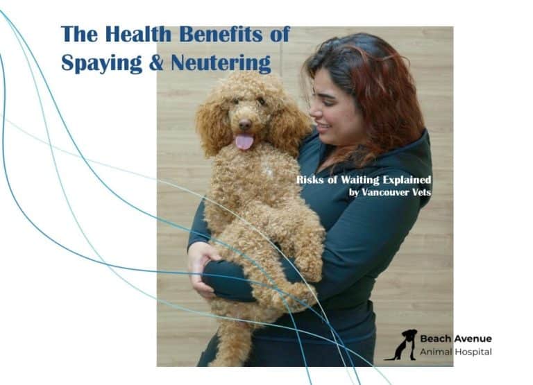 Veterinarian holding a happy dog at Beach Avenue Animal Hospital in Vancouver, discussing the health benefits of spaying and neutering.