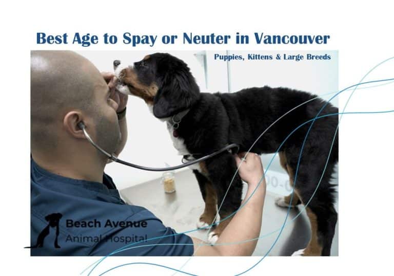 Veterinarian examining a Bernese Mountain Dog at Beach Avenue Animal Hospital in Vancouver during a pre-surgery checkup for spay or neuter.