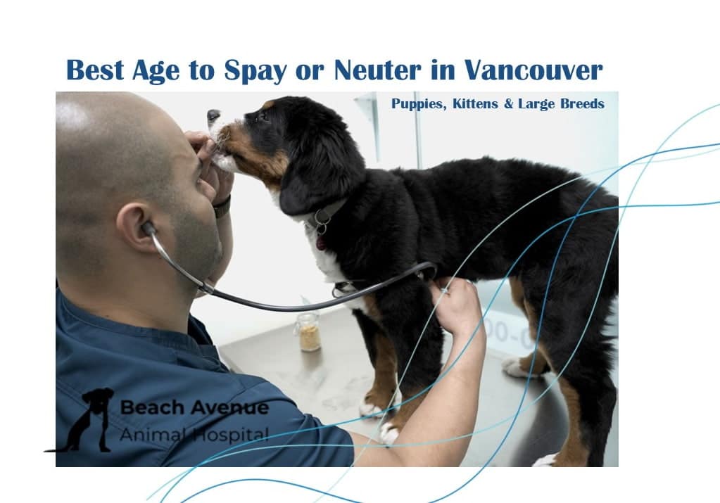 Veterinarian examining a Bernese Mountain Dog at Beach Avenue Animal Hospital in Vancouver during a pre-surgery checkup for spay or neuter.