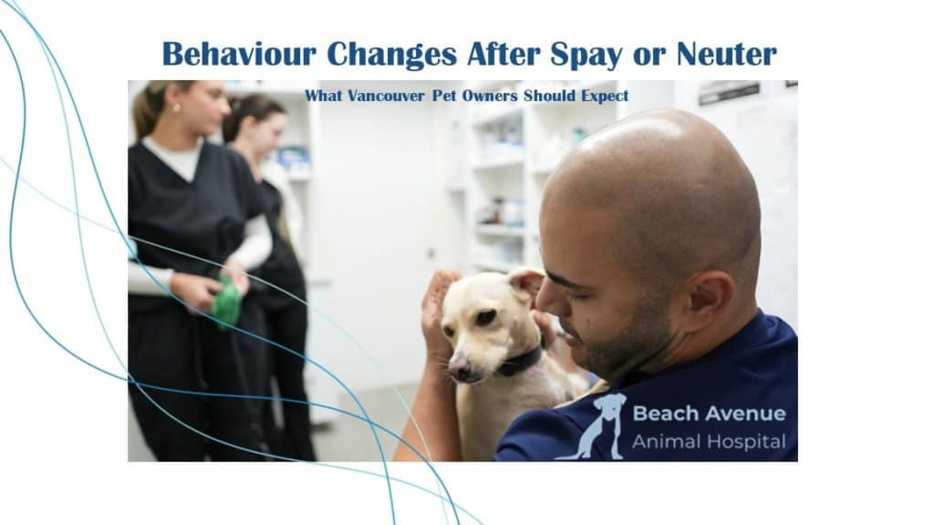 Veterinarian comforting a dog after spay surgery at Beach Avenue Animal Hospital in Vancouver.