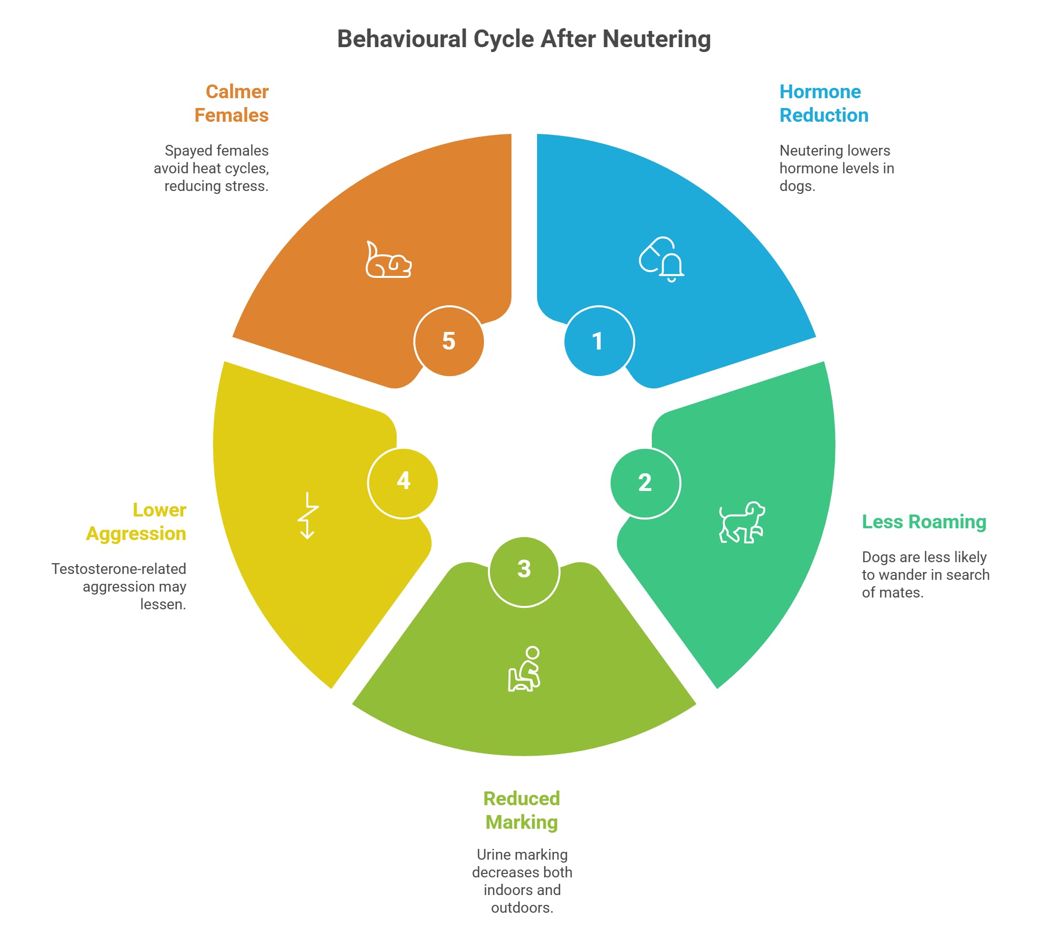 Infographic showing behavioural cycle after neutering in dogs — calmer females, hormone reduction, less roaming, reduced marking, and lower aggression.